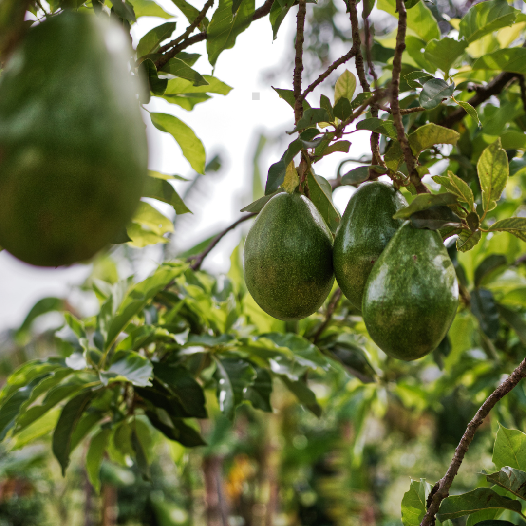 AVOKADONUN HİKAYESİ