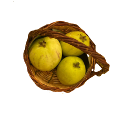 Pepino- 1 kg