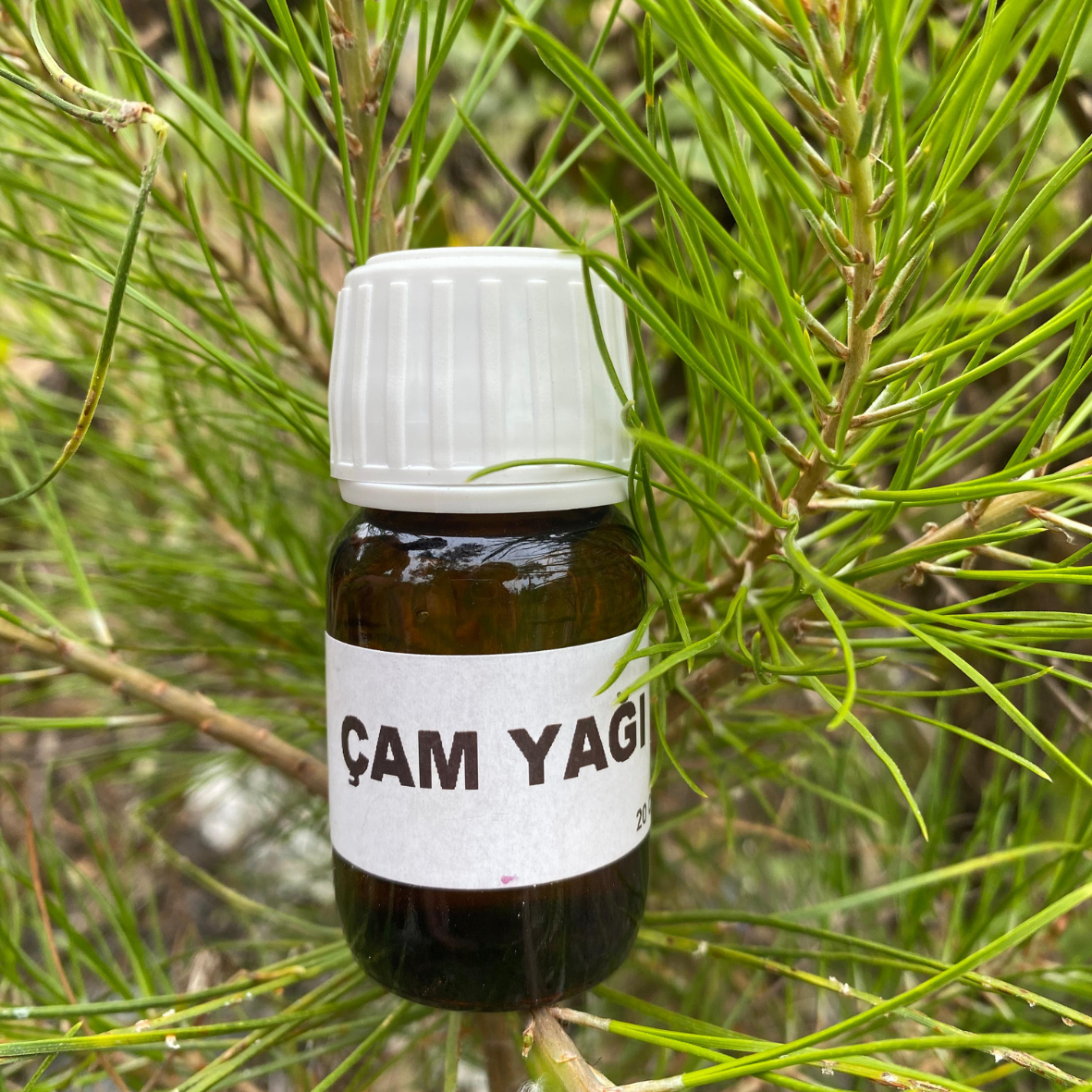 ÇAM YAĞI (20cc)