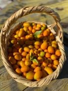 KUMKUAT- KUMKAT - KAMKAT 500 GR