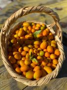 KUMKUAT- KUMKAT - KAMKAT 500 GR
