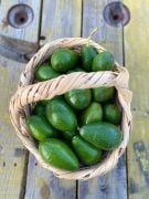 KİLOLUK AVOKADO (1 KG AVOKADO) 1 KG ALIMINIZDA 1 KG DA HEDİYE