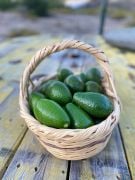KİLOLUK AVOKADO (1 KG AVOKADO) 1 KG ALIMINIZDA 1 KG DA HEDİYE