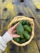 5 KG ALIMINIZDA 5 KG HEDİYE (ORTALAMA 60 -70 ADET AVOKADO)