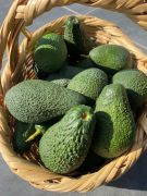 20 ADET 200-250 GR ARASI AVOKADO (PİNKERTON)
