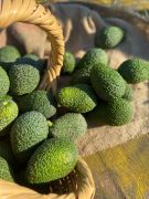 HASS AVOKADO 1 KG (1 KİLO ALIMINIZDA 1 KG HEDİYE EDİYORUZ)
