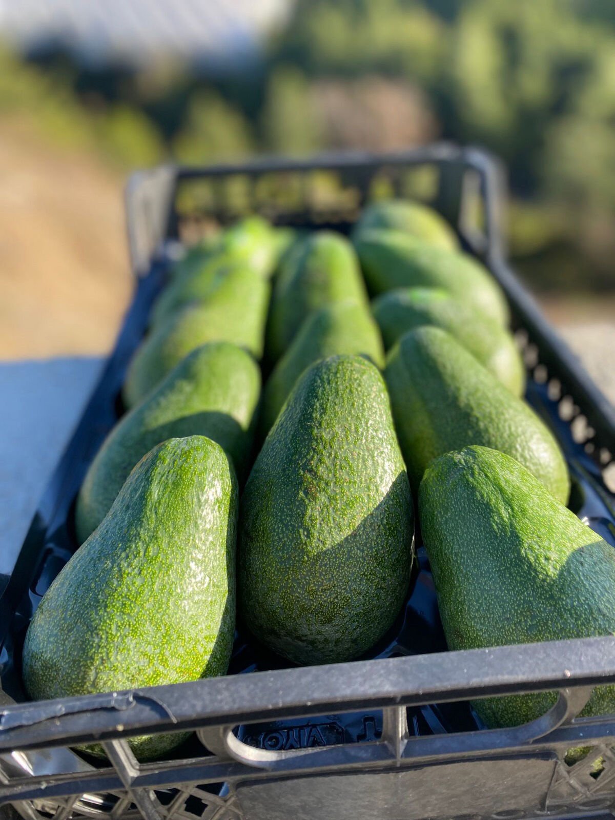 20 Adet Fuerte Avokado (250–300 g Arası)