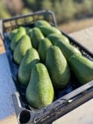 15 Adet Fuerte Avokado (300 gr Üzeri)