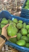 Clifton Avokado 250-300 Gram (Büyük Boy) 25'li Paket