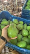 Clifton Avokado 250-300 Gram (Büyük Boy) 25'li Paket