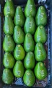 Clifton Avokado 250-300 Gram (Büyük Boy) 25'li Paket