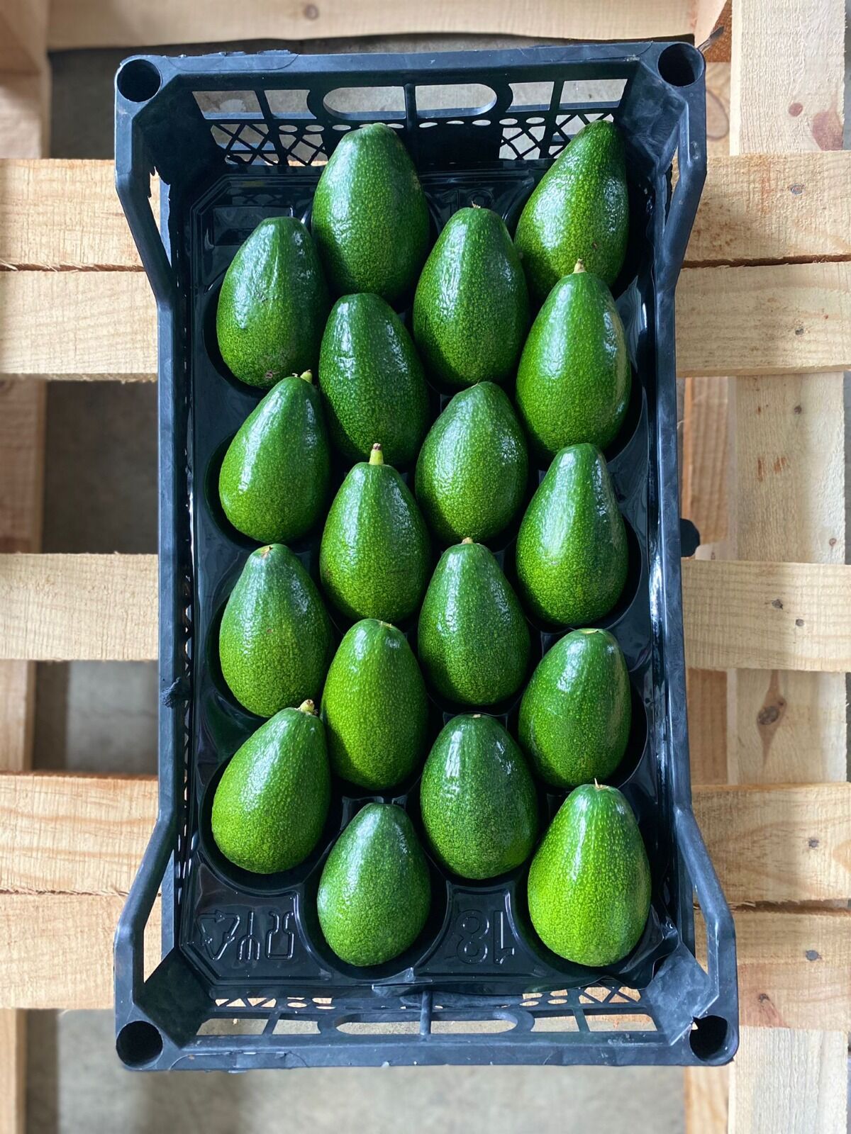 Bacon Avokado 200-250 Gram (Orta Boy) 10'lu Paket