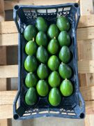 Bacon Avokado 200-250 Gram (Orta Boy) 10'lu Paket