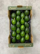 Bacon Avokado 200-250 Gram (Orta Boy) 20'li Paket
