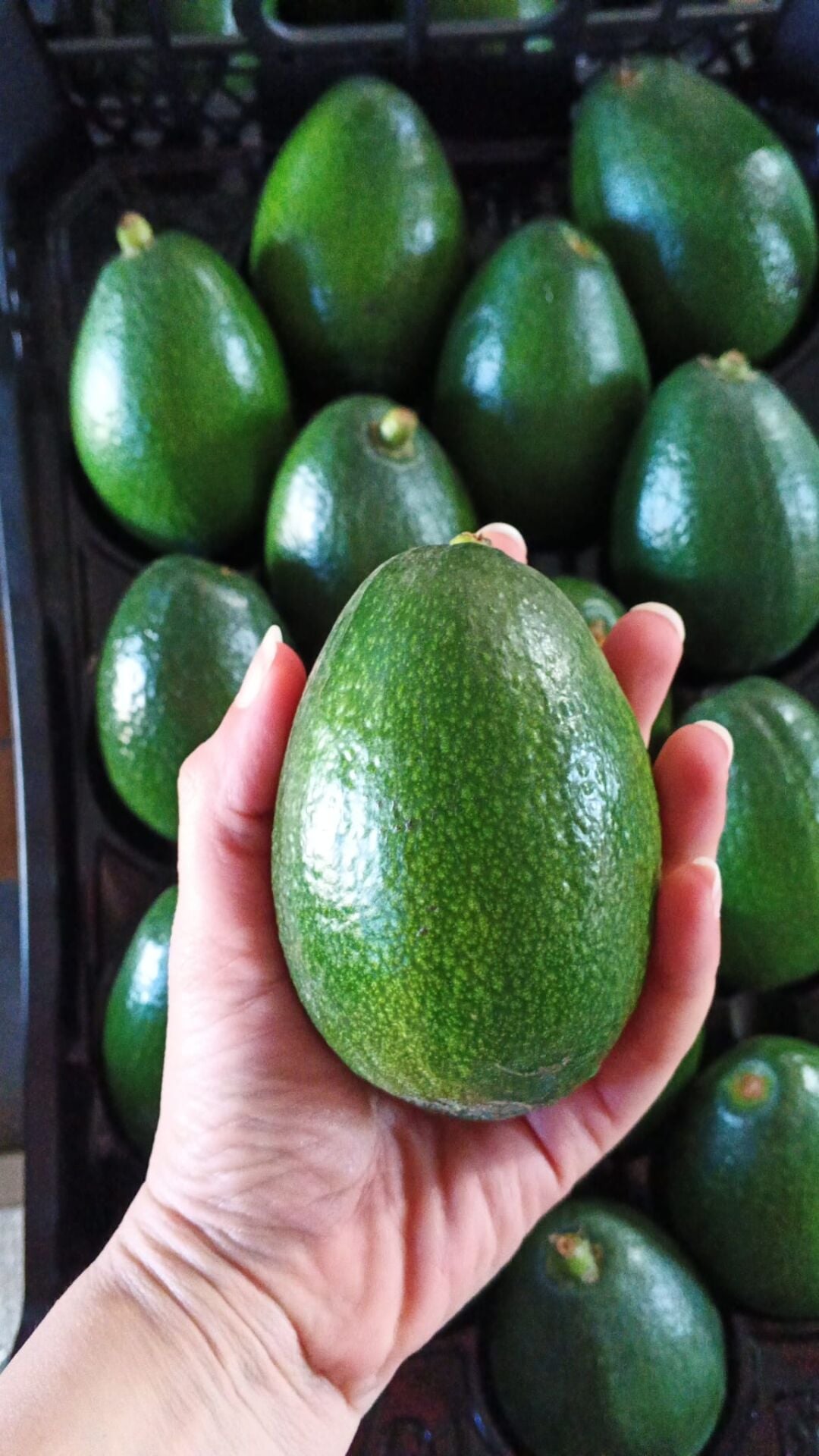 Bacon Avokado 250 Gram Üzeri (Büyük Boy) 10'lu Paket
