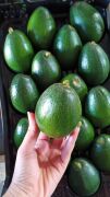 Bacon Avokado 250 Gram Üzeri (Büyük Boy) 10'lu Paket