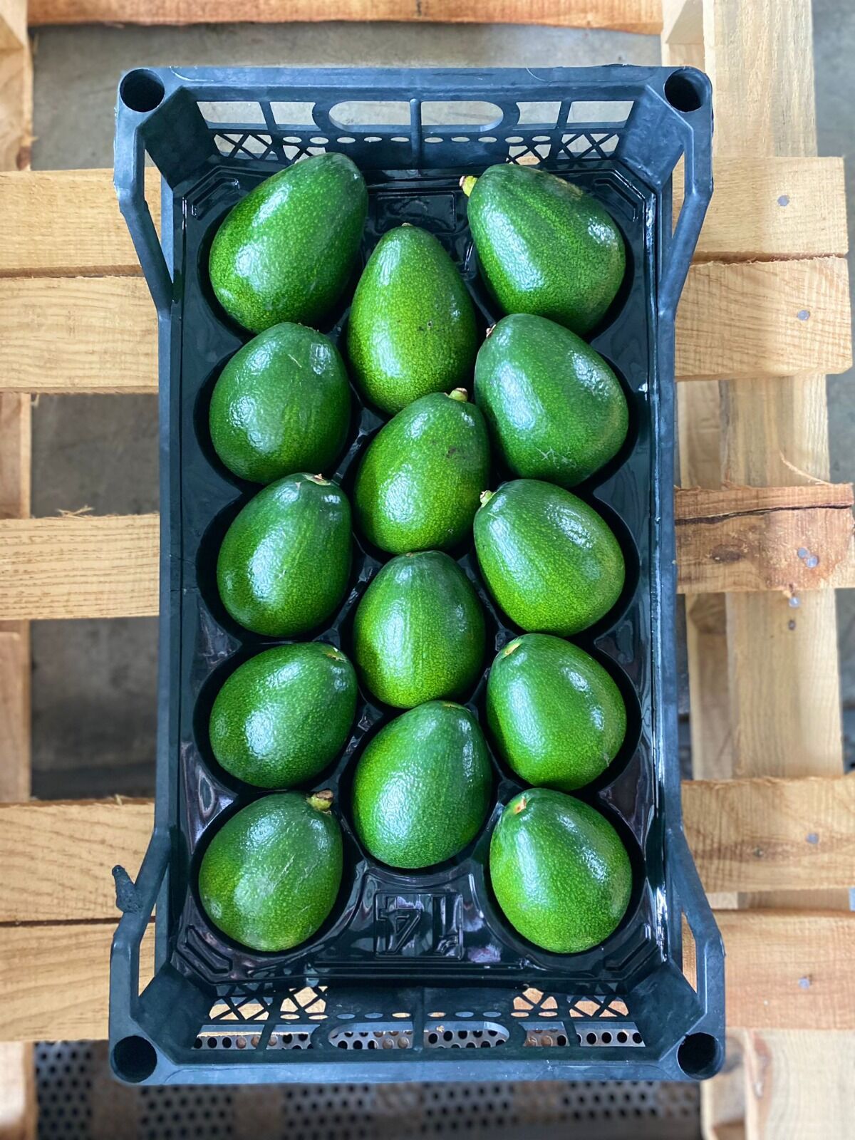 Bacon Avokado 250 Gram Üzeri (Büyük Boy) 20'li Paket