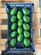 Bacon Avokado 250 Gram Üzeri (Büyük Boy) 20'li Paket