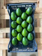 Bacon Avokado 250 Gram Üzeri (Büyük Boy) 20'li Paket