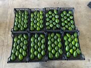 Bacon Avokado 250 Gram Üzeri (Büyük Boy) 25'li Paket